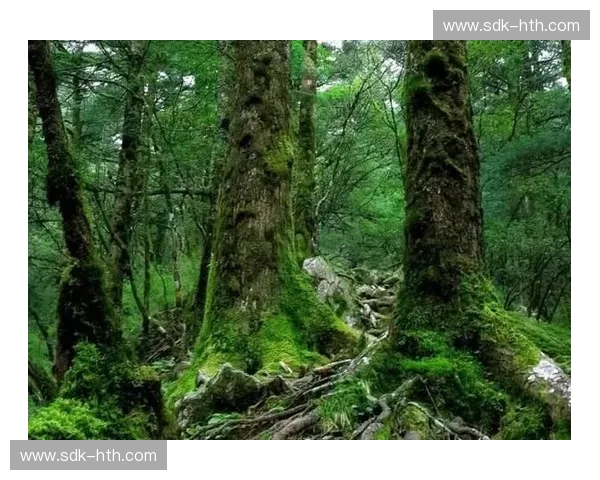 林VS：深邃之境与现代文明的终极博弈，谁才是生命的归宿？